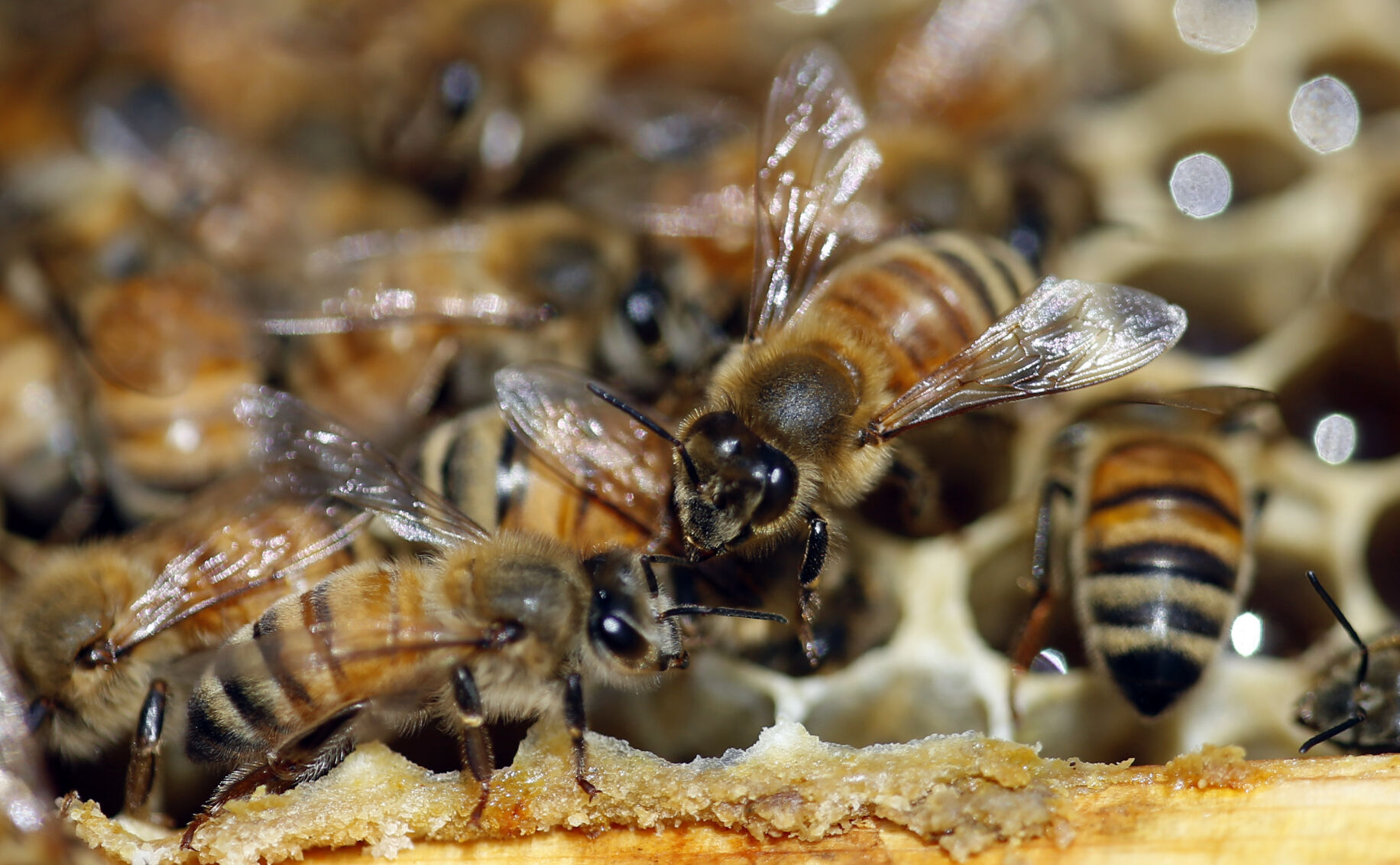 World Bee Day